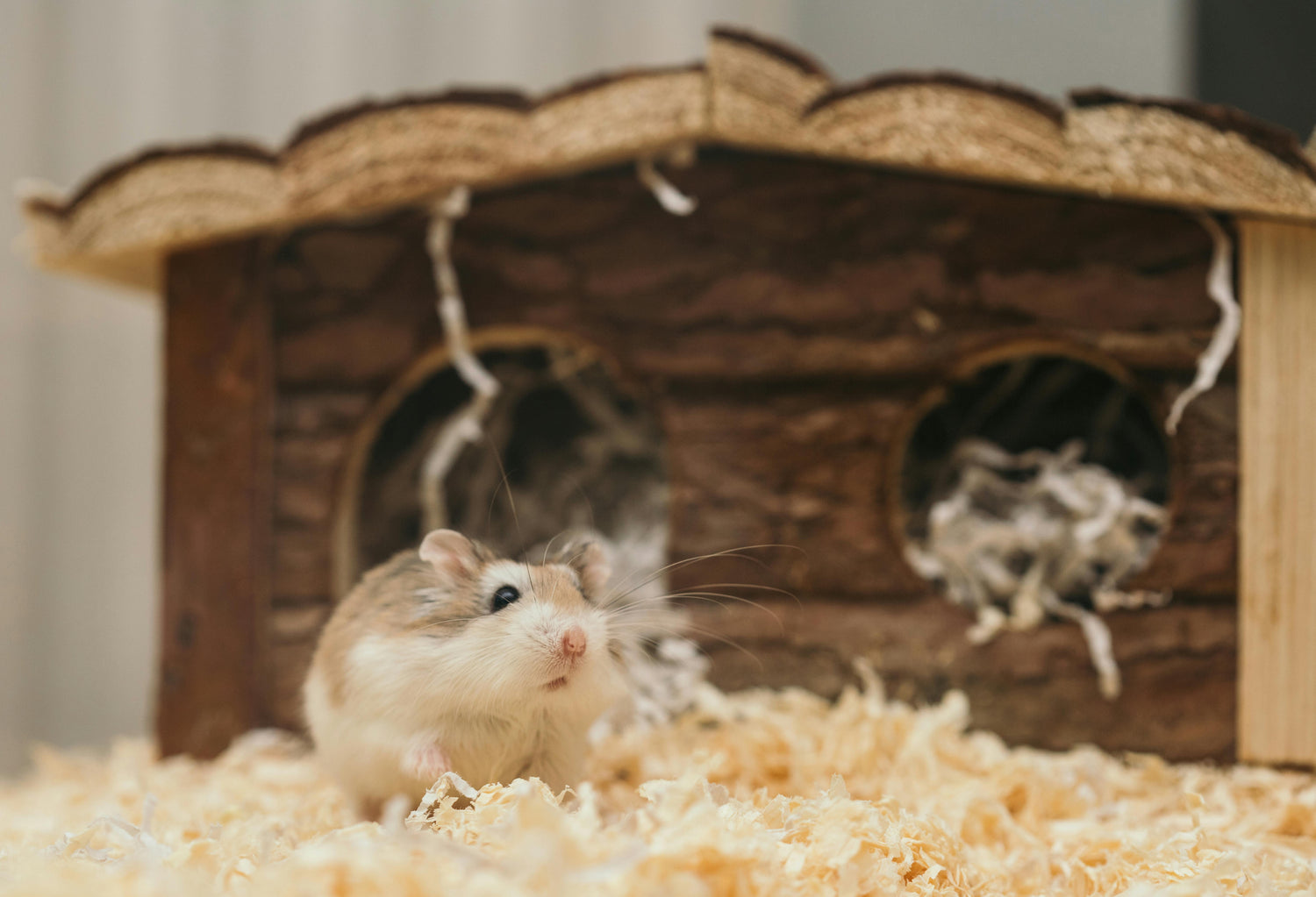 How to Build a Vibrant Hamster Habitat