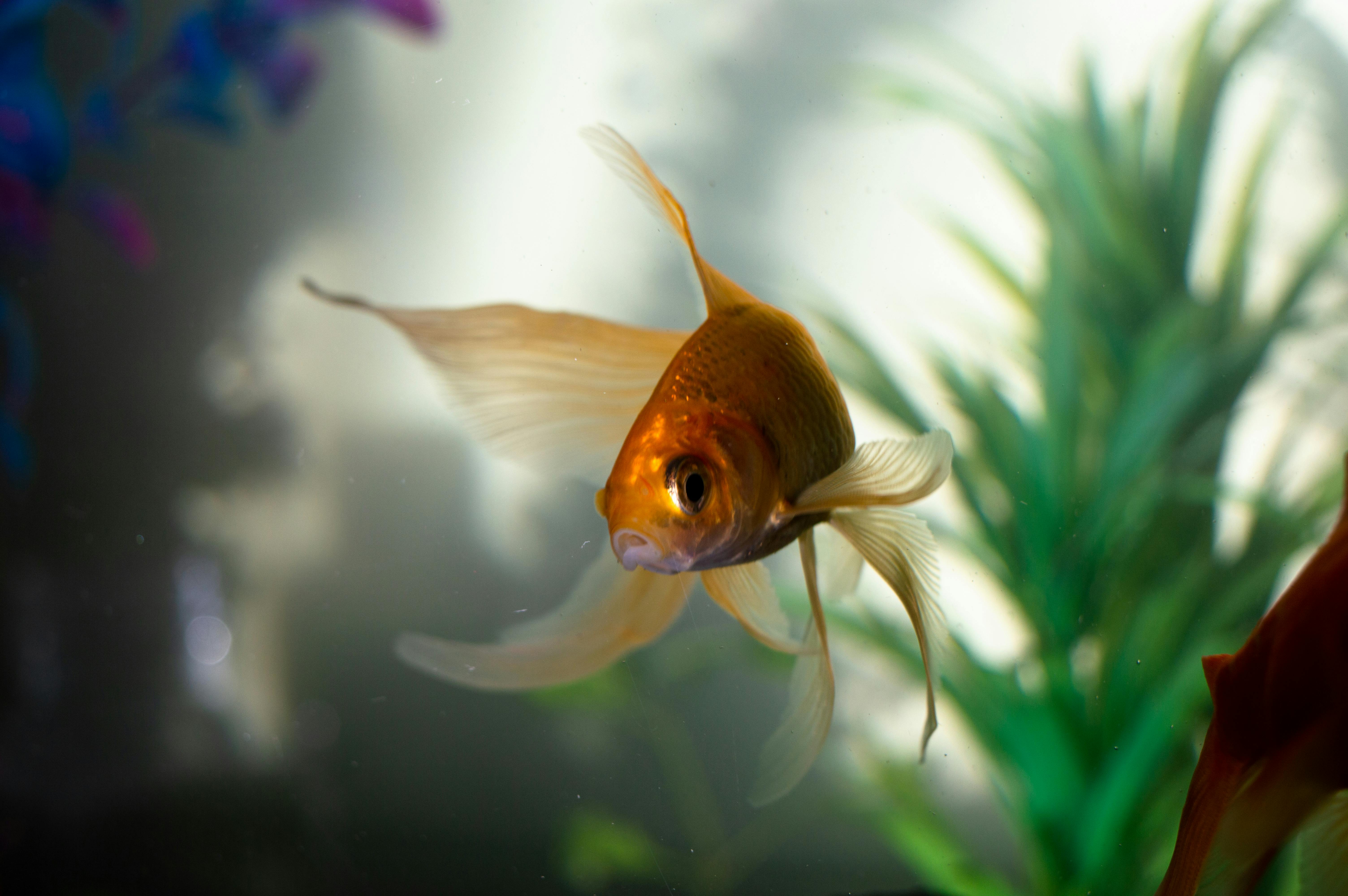 Bringing a Fish Tank to Life: A Beginner’s Guide
